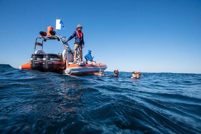 Snorkel with Turtles Gold Coast - The small-group advantage