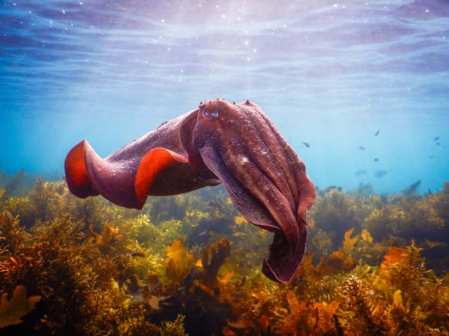 Snorkeling Tour: Discover Sydney’s impressive sea life - Key points to know before you book