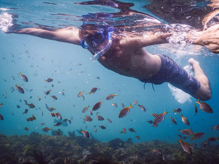 Snorkeling Tour: Discover Sydney’s impressive sea life - What makes Clovelly a good snorkeling spot