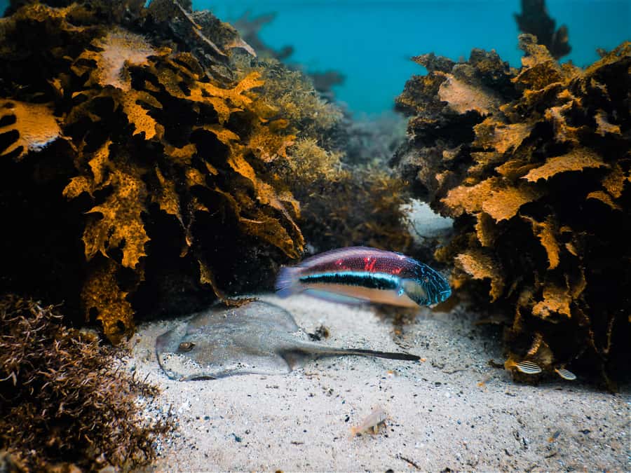 Snorkeling Tour: Discover Sydney’s impressive sea life - The first 15 minutes: safety, equipment, and confidence