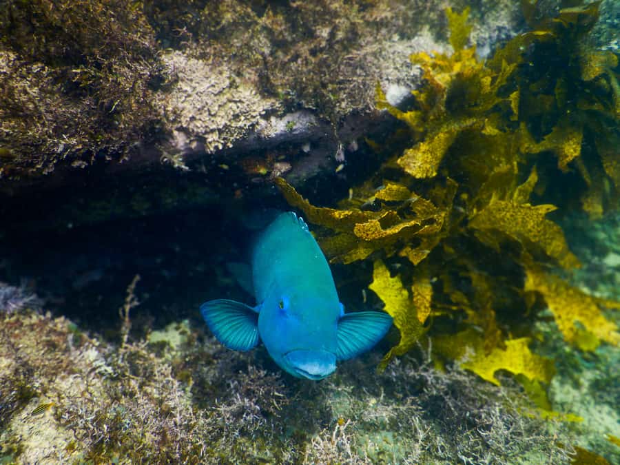 Snorkeling Tour: Discover Sydney’s impressive sea life - Is $69 good value?