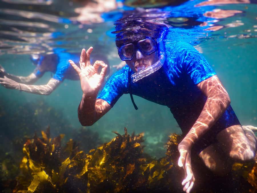 Snorkeling Tour: Discover Sydney’s impressive sea life - Meeting at the Clovelly Surf Life Saving Club