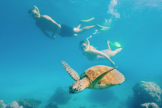 Snorkelling and Glass Bottom Boat at Green Island from Cairns - Seeing the reef from the glass bottom boat