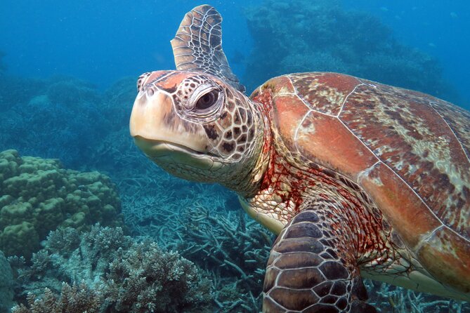 Snorkelling or Glass Bottom Boat at Green Island from Cairns - How much time should you choose?