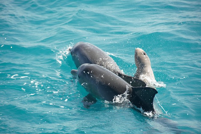 Snubfin Dolphin Eco Cruise from Broome - Key points before you book