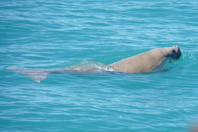 Snubfin Dolphin Eco Cruise from Broome - Boarding Ballena at the Broome Fishing Club