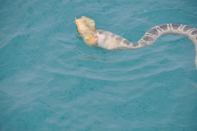 Snubfin Dolphin Eco Cruise from Broome - Snacks, drinks and the onboard rhythm