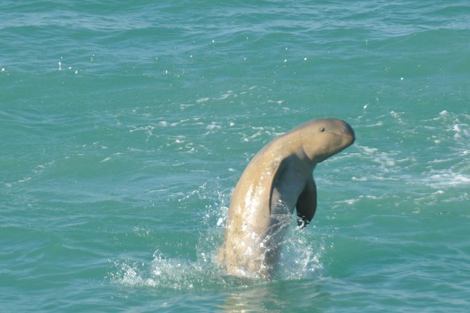Snubfin Dolphin Eco Cruise from Broome - The three-hour Roebuck Bay cruise