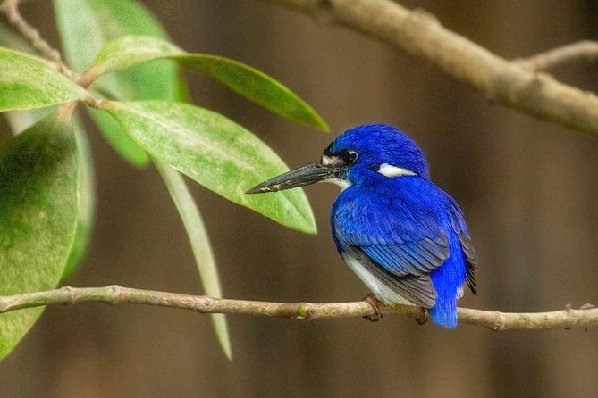 Solar Whisper Daintree River Crocodile and Wildlife Cruise - The guide makes or breaks the hour