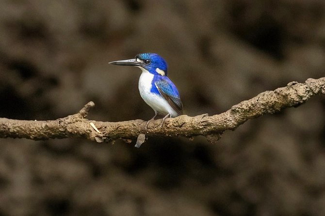Solar Whisper Daintree River Crocodile and Wildlife Cruise - What the one-hour itinerary feels like