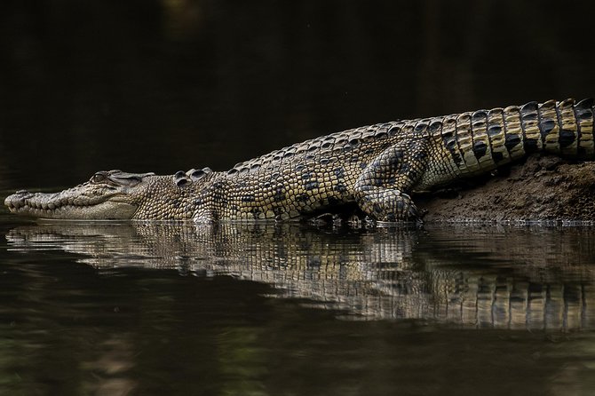 Solar Whisper Daintree River Crocodile and Wildlife Cruise - Price, timing, and practical value