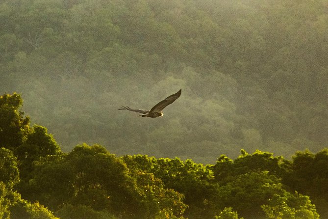 Solar Whisper Daintree River Crocodile and Wildlife Cruise - Conditions, comfort, and what to bring