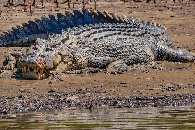 Solar Whisper Daintree River Crocodile and Wildlife Cruise - How the crocodile spotting works