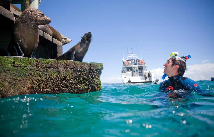 Sorrento: Dolphins & Seals Snorkeling Cruise w/ Lunch - Key points to know before you book