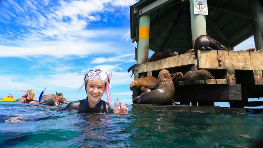 Sorrento: Dolphins & Seals Snorkeling Cruise w/ Lunch - Lunch and a warm break between swims