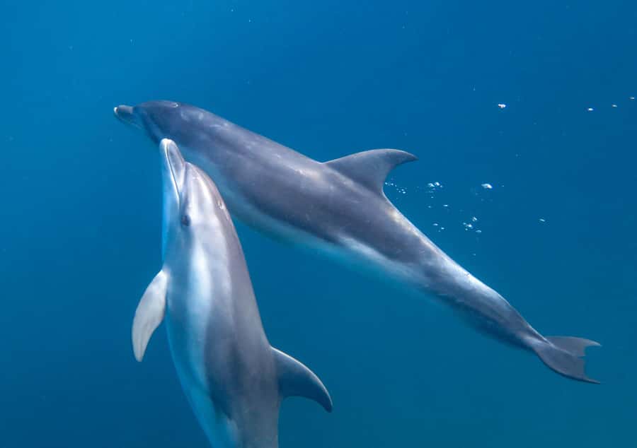 Sorrento: Dolphins & Seals Snorkeling Cruise w/ Lunch - Coastal scenery from the Mornington Peninsula