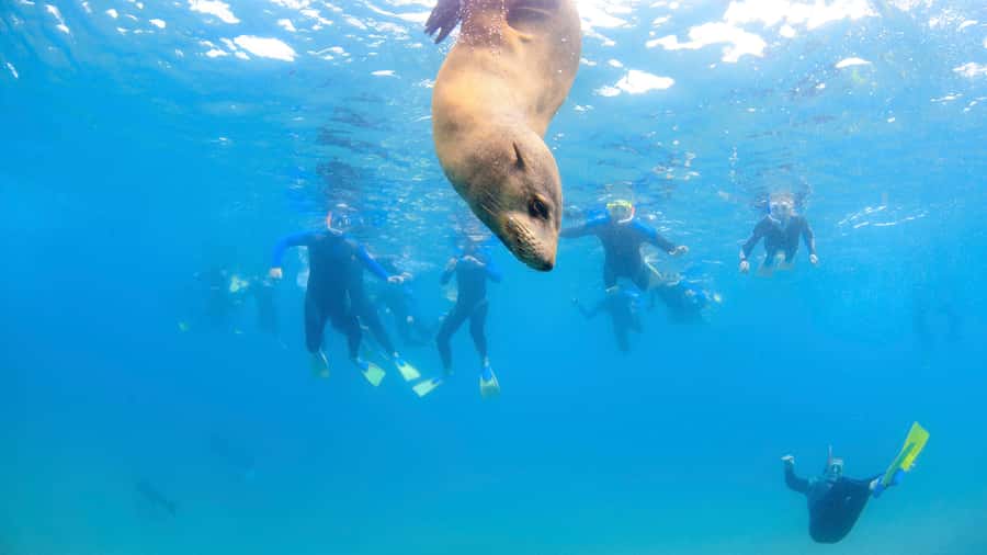 Sorrento: Dolphins & Seals Snorkeling Cruise w/ Lunch - Is $148 a fair price?
