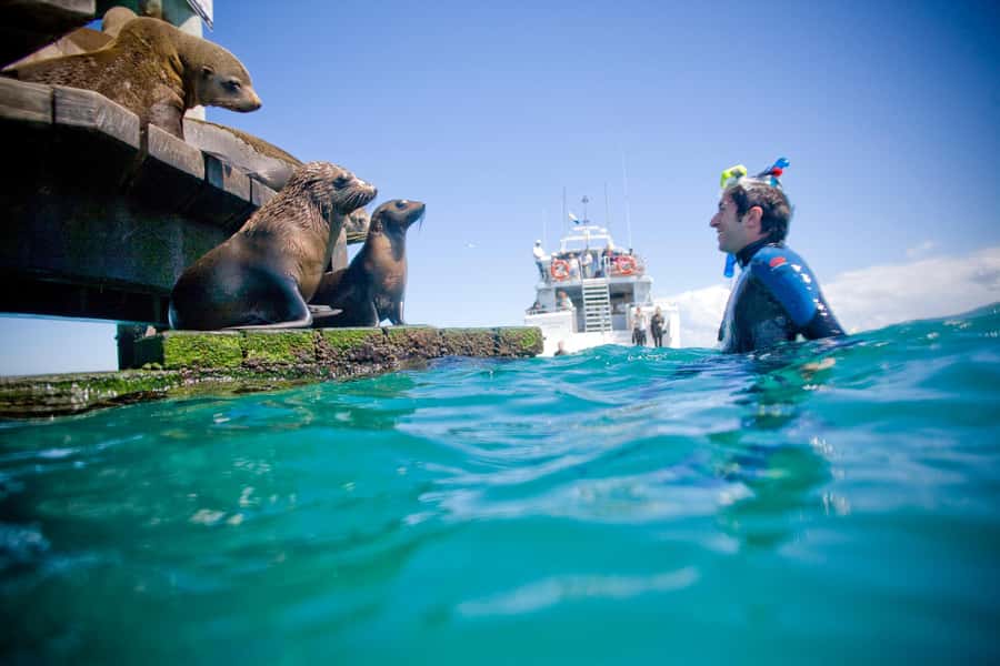 Sorrento: Dolphins & Seals Snorkeling Cruise w/ Lunch - Who should book this Sorrento cruise?