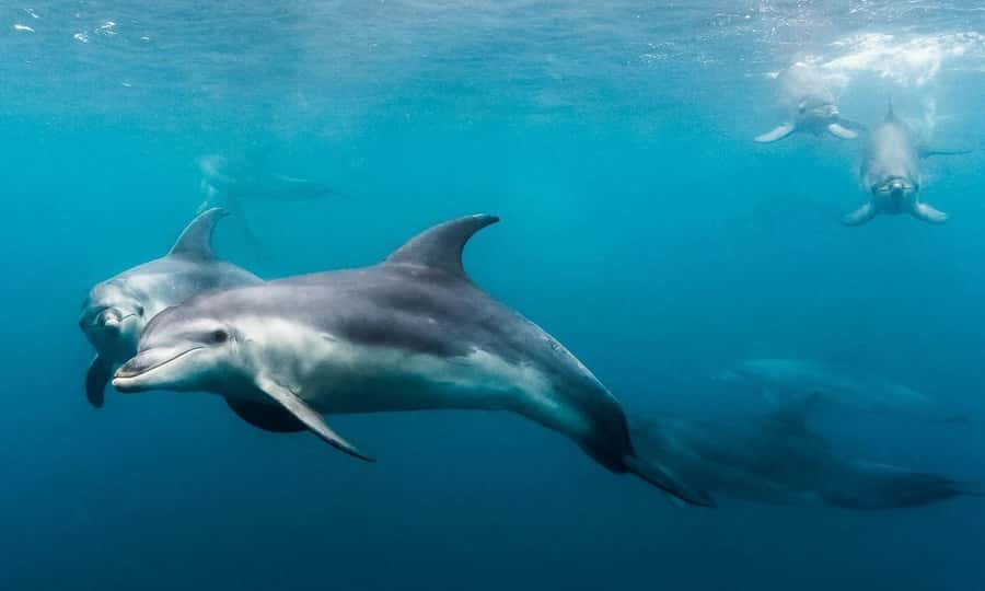Sorrento: Dolphins & Seals Snorkeling Cruise w/ Lunch - Booking details worth keeping in mind