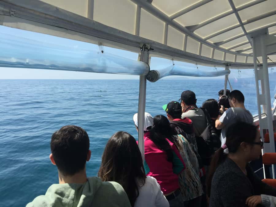 Sorrento,Mornington Peninsula: Wildlife & Sightseeing Cruise - A Purpose-Built Boat for Port Phillip Bay