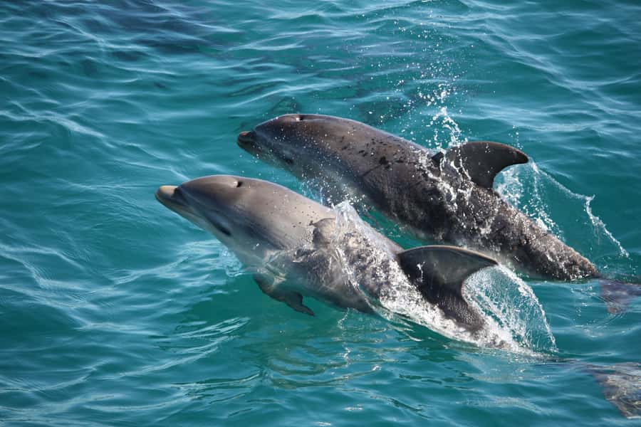 Sorrento,Mornington Peninsula: Wildlife & Sightseeing Cruise - Cruising from Sorrento to Portsea