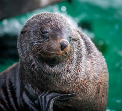 Sorrento,Mornington Peninsula: Wildlife & Sightseeing Cruise