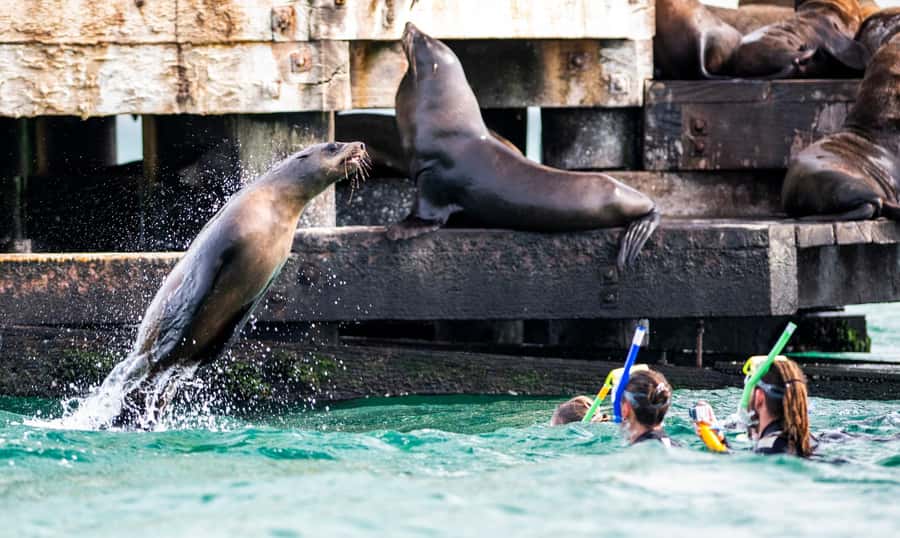 Sorrento,Mornington Peninsula: Wildlife & Sightseeing Cruise - What the $53 Price Covers