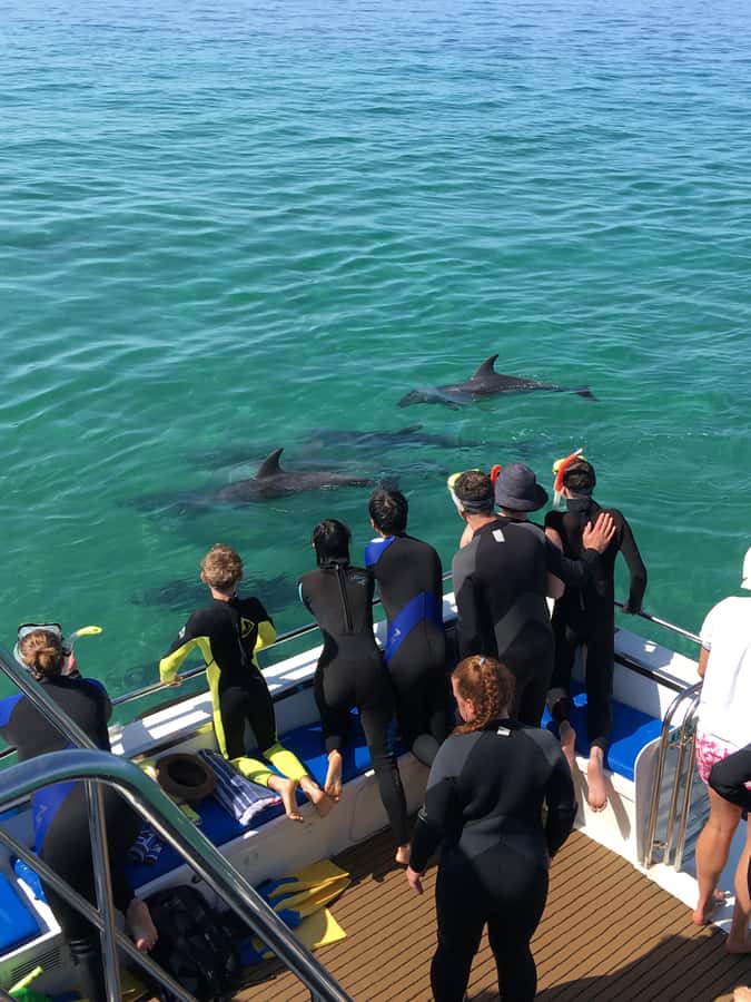 Sorrento,Mornington Peninsula: Wildlife & Sightseeing Cruise - Should You Book the Sorrento Wildlife Cruise?