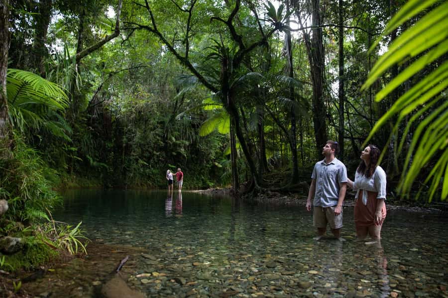 Southern Daintree Explorer Tour - Half Day - Mossman Gorge gives the tour its strongest opening
