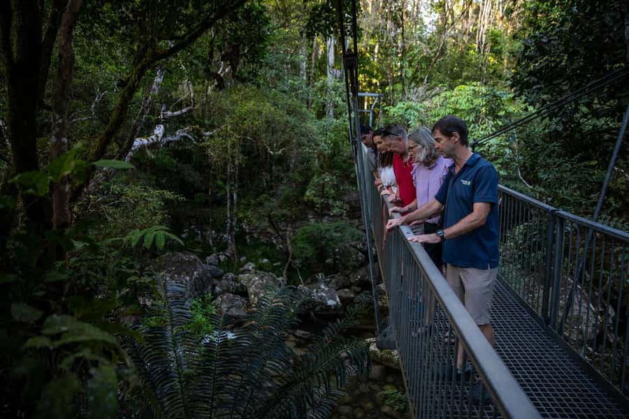 Southern Daintree Explorer Tour - Half Day - How the schedule compares with driving yourself