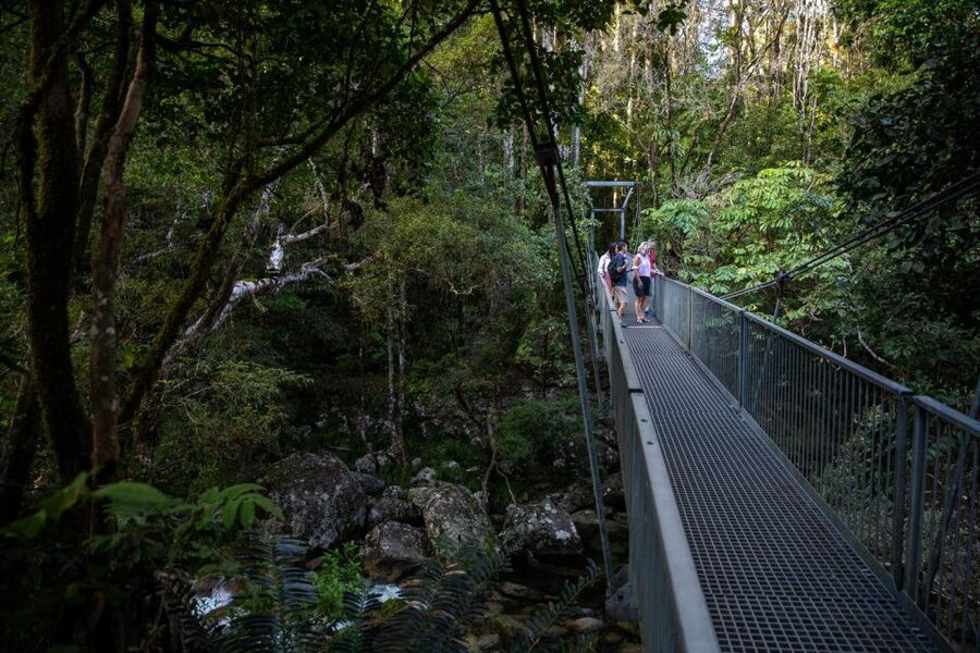Southern Daintree Explorer Tour - Half Day - What the guide can add to a short rainforest visit