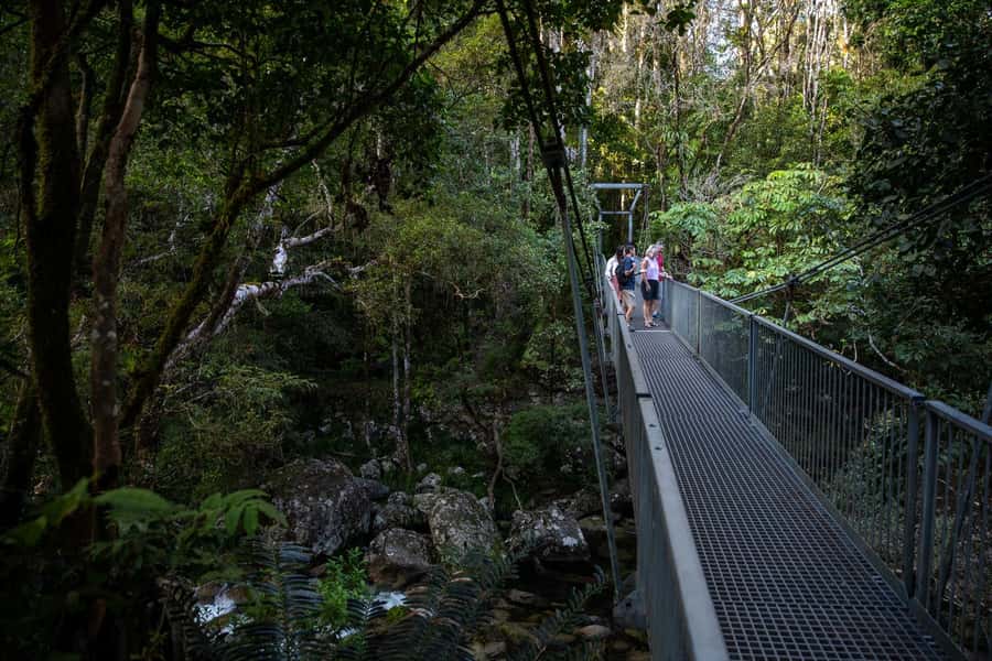 Southern Daintree Explorer Tour - Half Day - Booking details worth checking before you pay