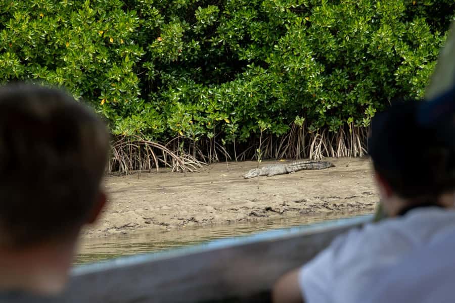 Southern Daintree Explorer Tour - Half Day - The Daintree River cruise focuses on wildlife