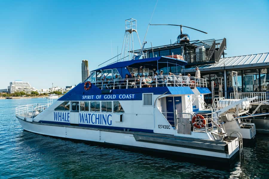 Spirit of Gold Coast 2.5-Hour Whale Watching Tour - Key points to know before you book