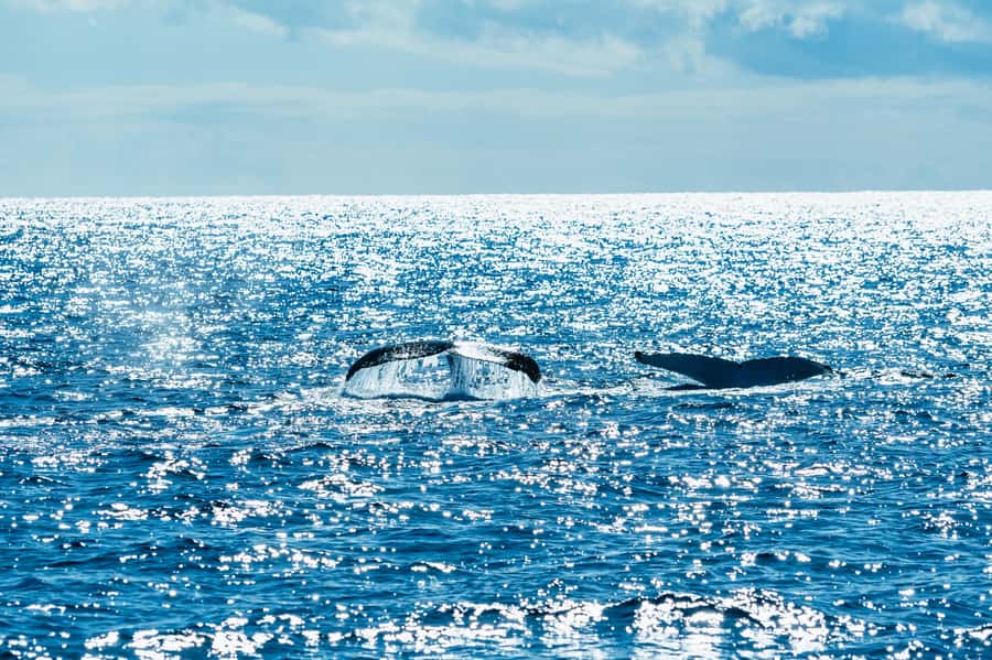 Spirit of Gold Coast 2.5-Hour Whale Watching Tour - Why Gold Coast whale watching works so well