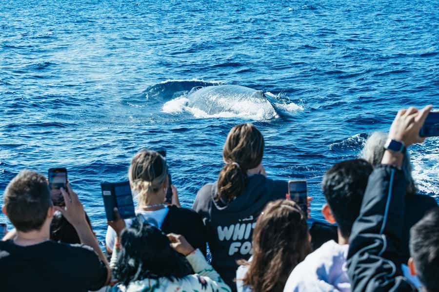 Spirit of Gold Coast 2.5-Hour Whale Watching Tour - Finding Spirit of Gold Coast at Main Beach
