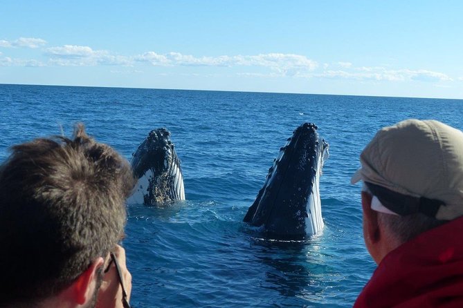 Spirit of Hervey Bay Whale Watching Cruise - Leaving Whale Bay Marina in Urangan