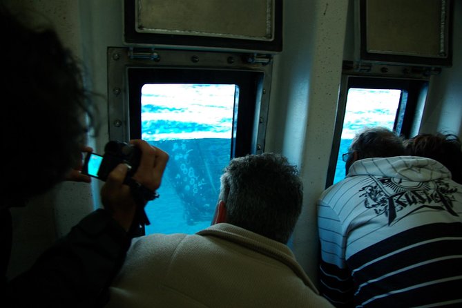 Spirit of Hervey Bay Whale Watching Cruise - Seeing whales from the top deck to the waterline