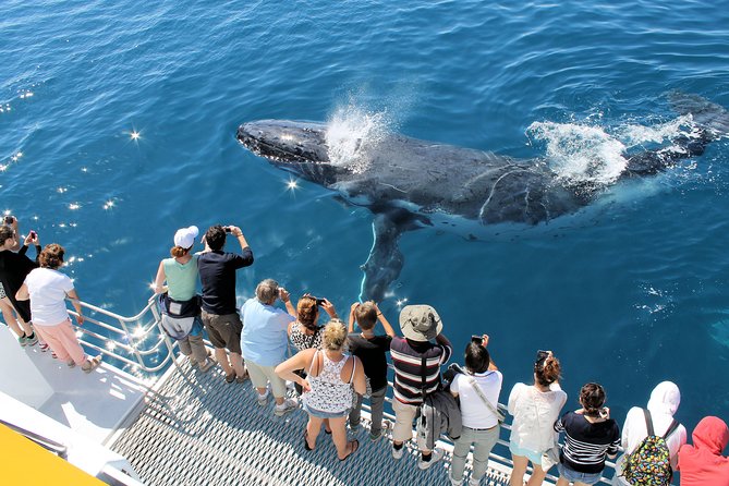 Spirit of Hervey Bay Whale Watching Cruise - What the crew adds to the experience