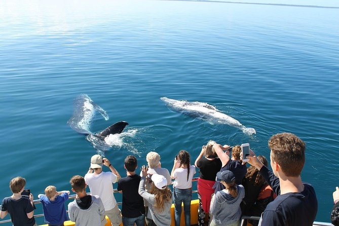 Spirit of Hervey Bay Whale Watching Cruise - Who should book the Spirit of Hervey Bay?
