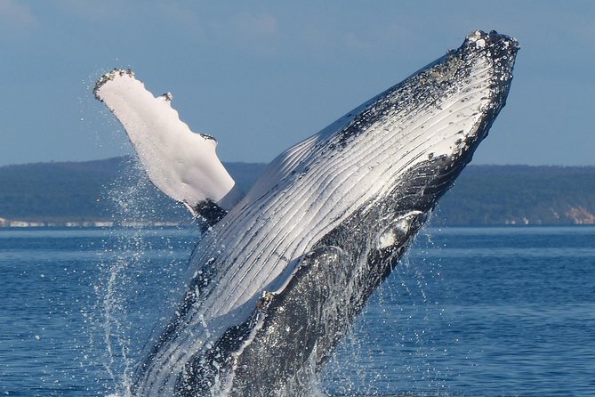 Spirit of Hervey Bay Whale Watching Cruise - The ride across Platypus Bay