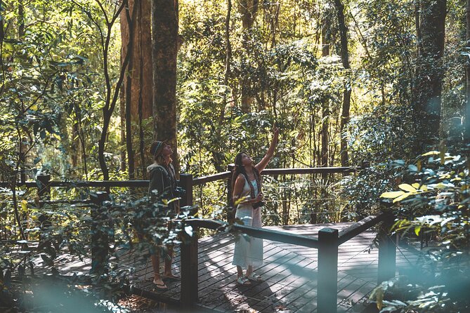 Springbrook andTamborine Rainforest Tour Incl Natural Bridge and Glow Worm Cave - The morning drive through Numinbah Valley