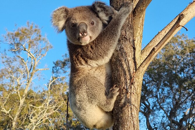Stradbroke Island Eco Day Trip from Brisbane – Wildlife & Beaches - Key things to know before booking