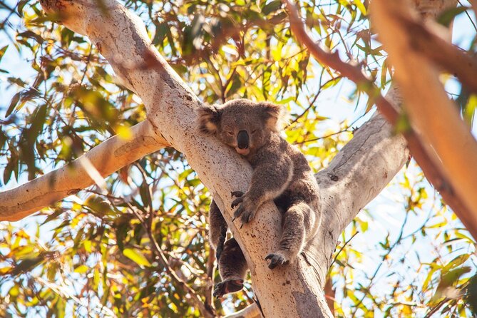 Stradbroke Island Eco Day Trip from Brisbane – Wildlife & Beaches - Amity Point for koalas and dolphins