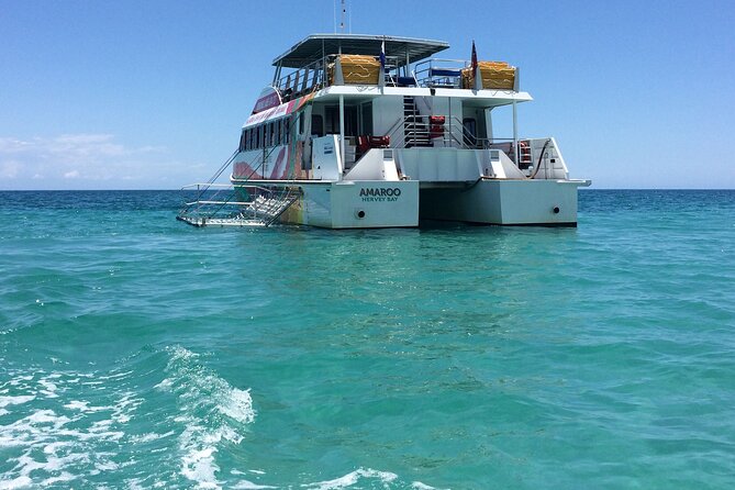 SUMMER K'gari (Fraser Island) Boom-net & Sightseeing Cruise - The boom-net swim beside K’gari