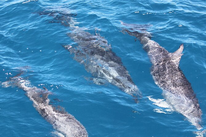 SUMMER K'gari (Fraser Island) Boom-net & Sightseeing Cruise - Watching for dolphins, dugongs, turtles, and whales
