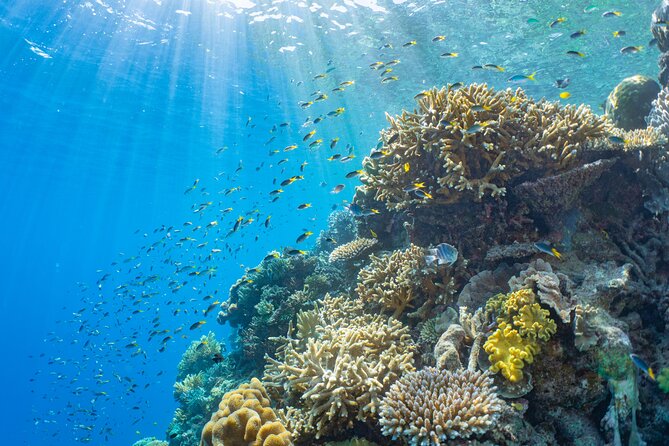 Sunlover Reef Cruises Cairns Great Barrier Reef Experience - Optional scuba, Seawalker, and helicopter flights
