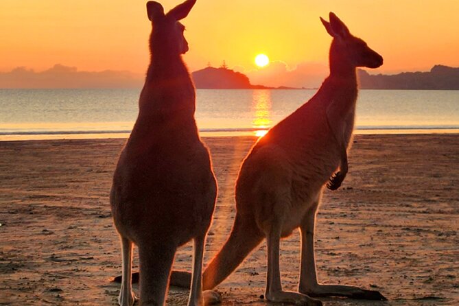 Sunrise with the kangaroos and wallabies - Key points to know before booking