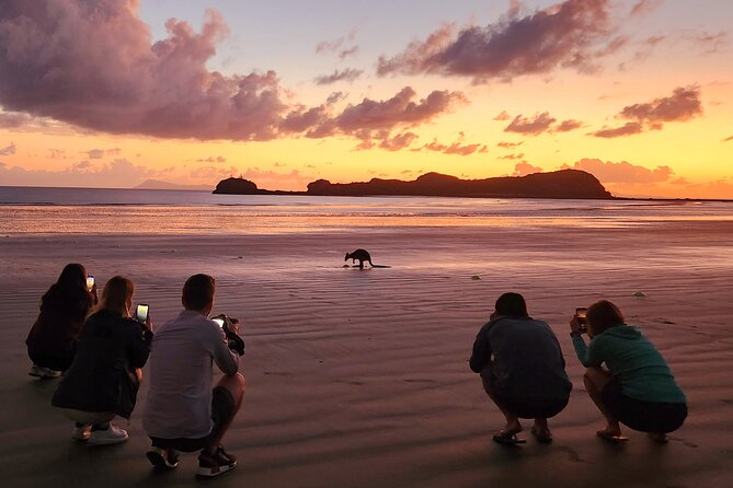 Sunrise with the kangaroos and wallabies - The one-hour walk through Cape Hillsborough National Park