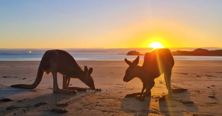 Sunrise with the Kangaroos & Wallabies - Airlie Beach - The forest walk and the lookout